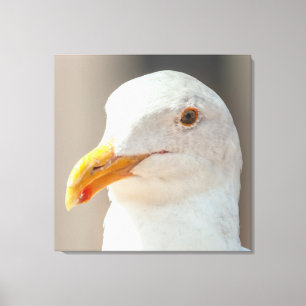Stare  canvas print