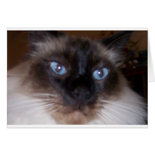 Stare Into My Eyes (Front Horizontal)