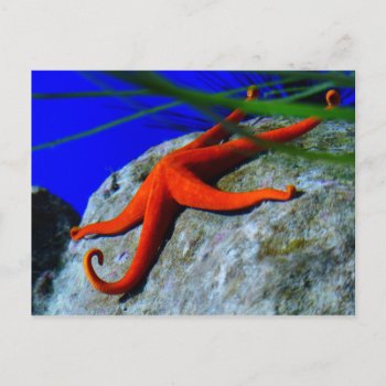 Starfish-452926 Bright Red Starfish Photography Postcard by CreativeColours at Zazzle