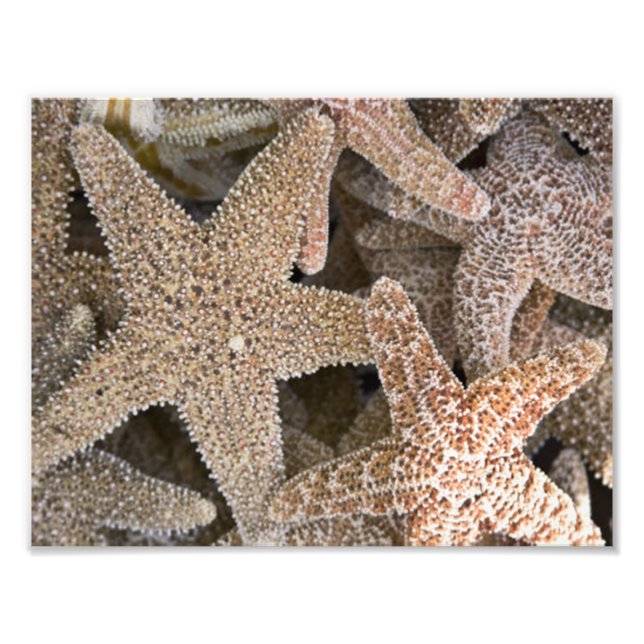 Starfish all around photo print (Front)