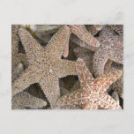 Starfish all around postcard