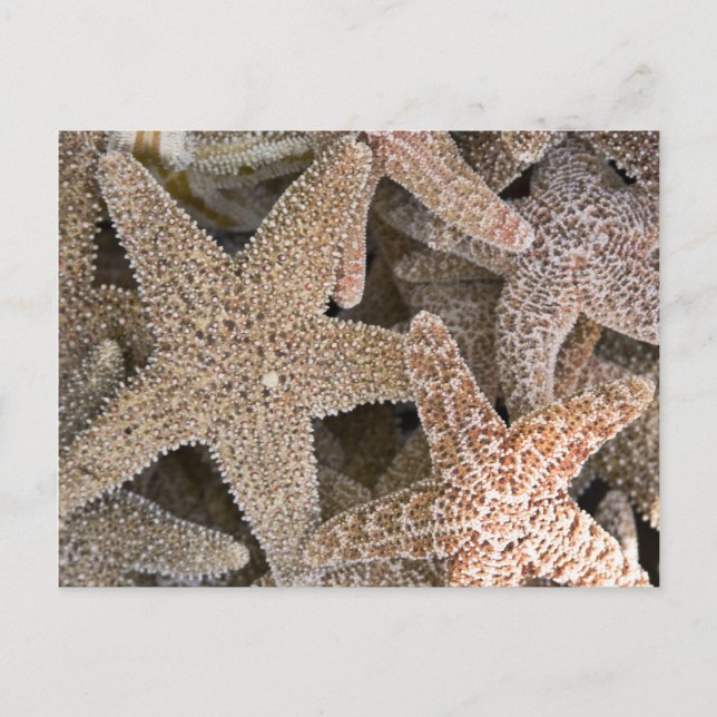 Starfish all around postcard (Front)