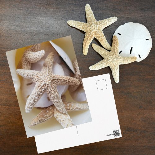 Starfish and Sand Dollars Photographic Postcard