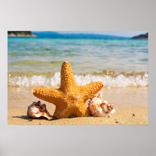 Starfish and Seashells on the Beach Poster