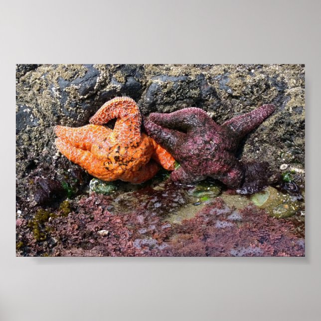 Starfish at Bob Creek, OR Poster (Front)