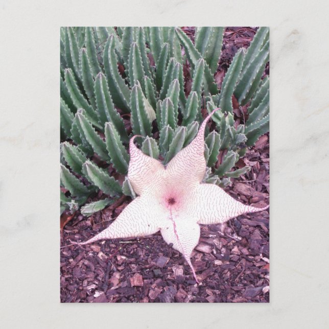 Starfish Cactus Photo Postcard (Front)