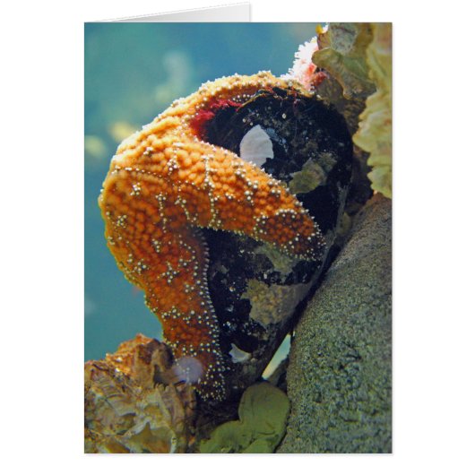 Starfish - Card (Front)
