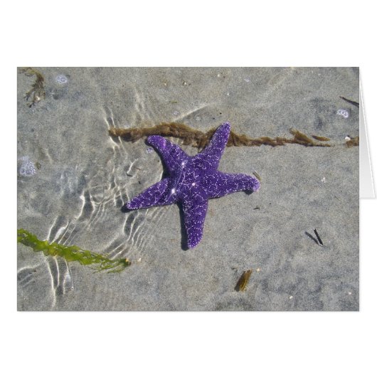 Starfish Cards (Front Horizontal)