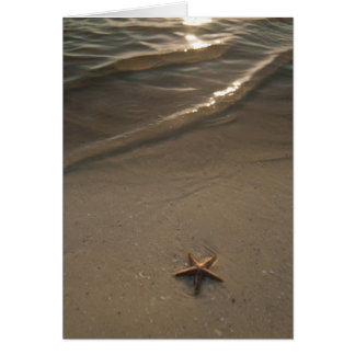 Starfish Cards