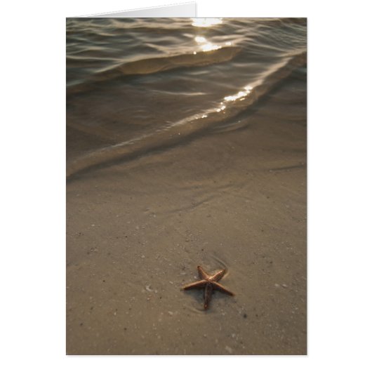Starfish Cards (Front)