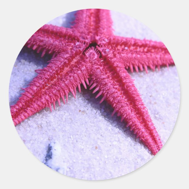 Starfish Classic Round Sticker (Front)