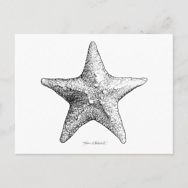 Starfish Drawing Black & White Sea Star Art Postcard | Zazzle