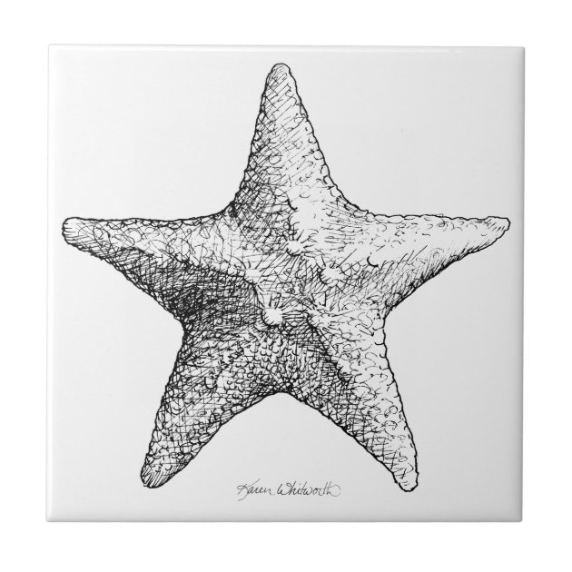 Starfish Sketch Vector & Photo (Free Trial) | Bigstock