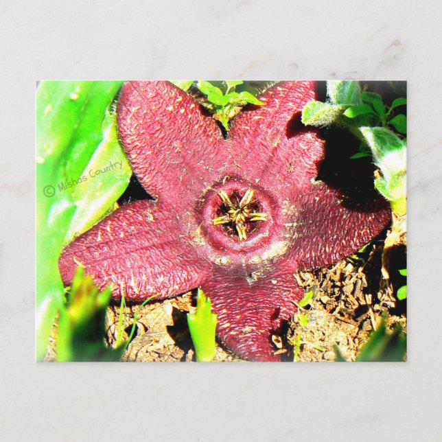 Starfish Flower - Purple Cactus/Succulent Flower Postcard (Front)