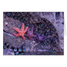 Starfish in Multiple Colors at Ruby Beach, WA
