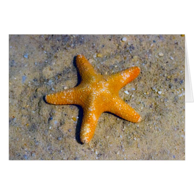 Starfish in the Sand Cards (Front Horizontal)