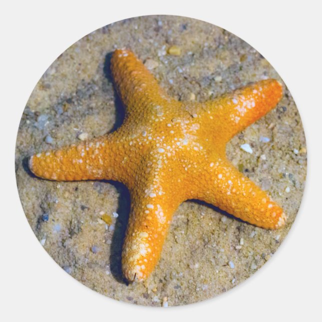 Starfish in the Sand Classic Round Sticker (Front)