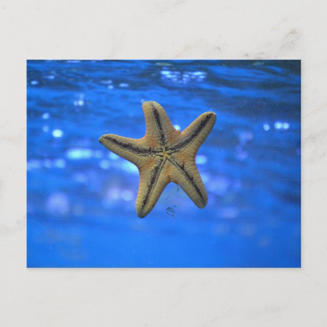 Starfish in the Sea Postcard (Front)