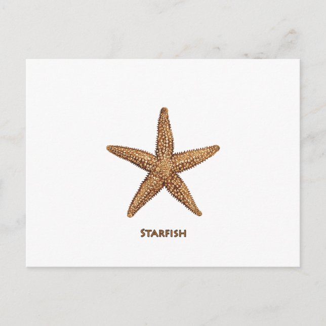 Starfish - Northern Sea Star Postcard (Front)