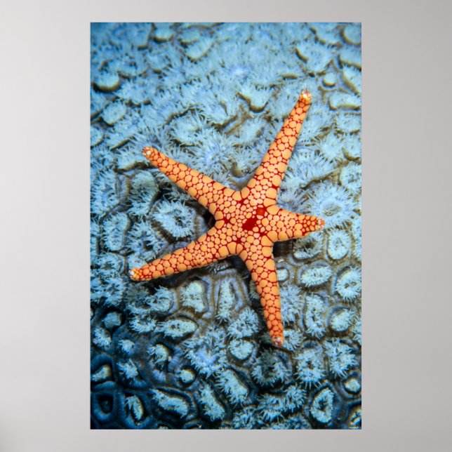 Starfish On A Coral With Polips Poster (Front)