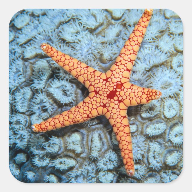 Starfish On A Coral With Polips Square Sticker (Front)