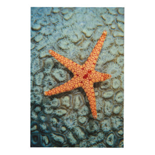 Starfish On A Coral With Polips Wood Wall Art