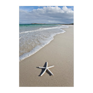 Starfish On A Remote Beach Acrylic Print