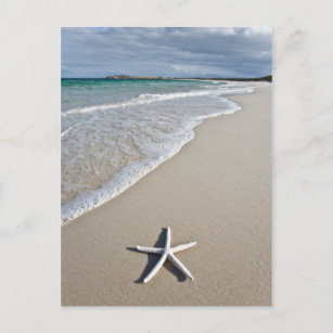 Starfish On A Remote Beach Postcard