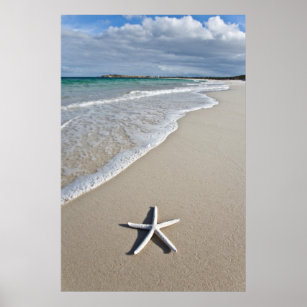 Starfish On A Remote Beach Poster