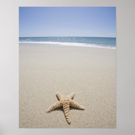 Starfish on beach by Atlantic Ocean Poster | Zazzle.com