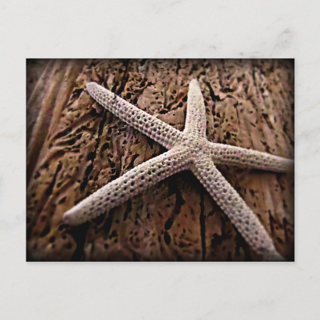 Starfish on Driftwood Postcard (Front)