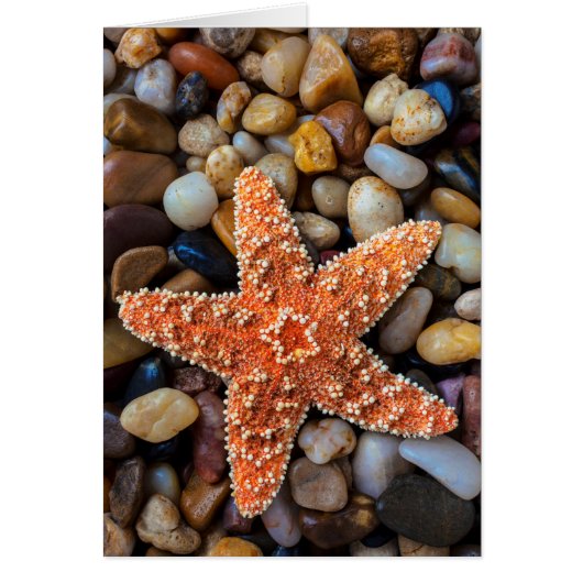 Starfish On Rocks Cards (Front)