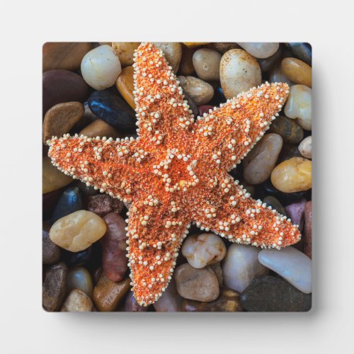 Starfish On Rocks Plaque