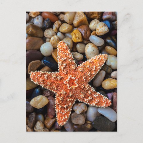 Starfish On Rocks Postcard
