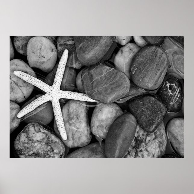 Starfish on Rocks Poster (Front)