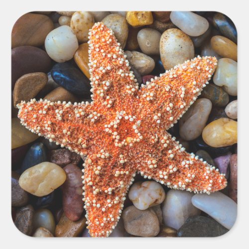 Starfish On Rocks Square Sticker