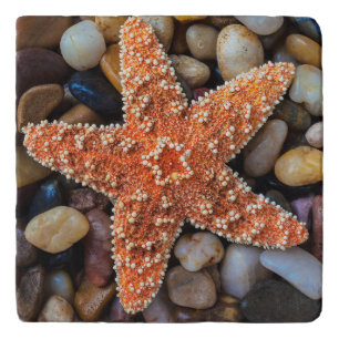 Starfish On Rocks Trivet