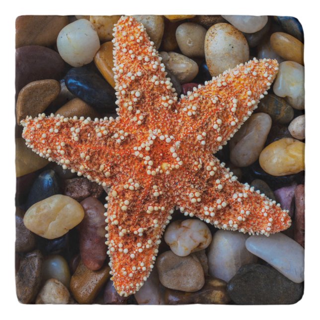 Starfish On Rocks Trivet (Front)