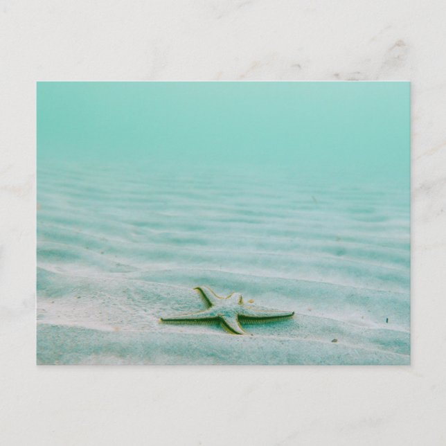 STARFISH ON SEABED POSTCARD (Front)