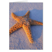 Starfish On White Sand (Front)