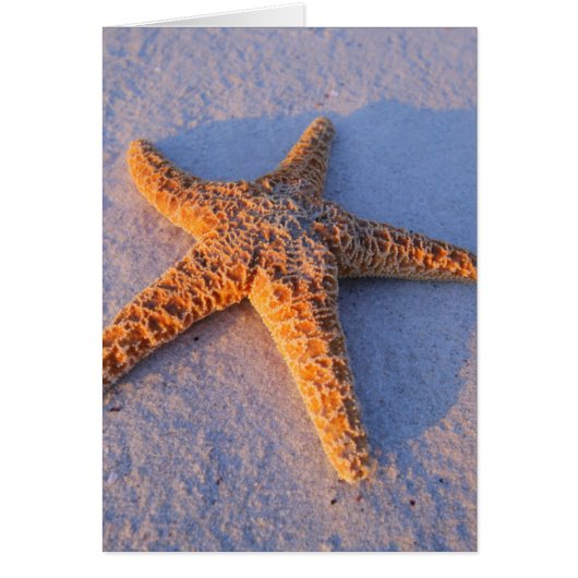 Starfish On White Sand Cards (Front)