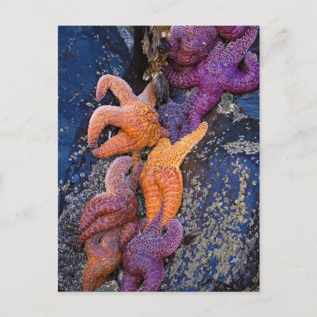 Starfish Pisaster Ochraceus & Ochre Sea Star Postcard (Front)