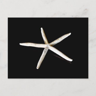 Starfish Postcard
