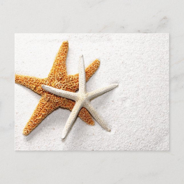 Starfish Postcard (Front)