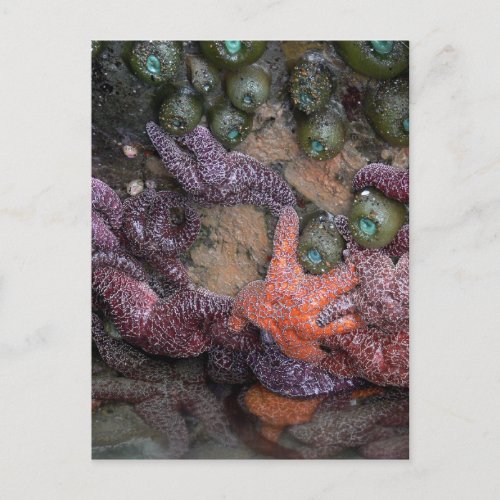 Starfish Postcard