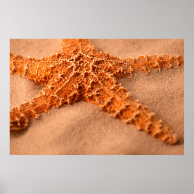 Starfish Poster (Front)