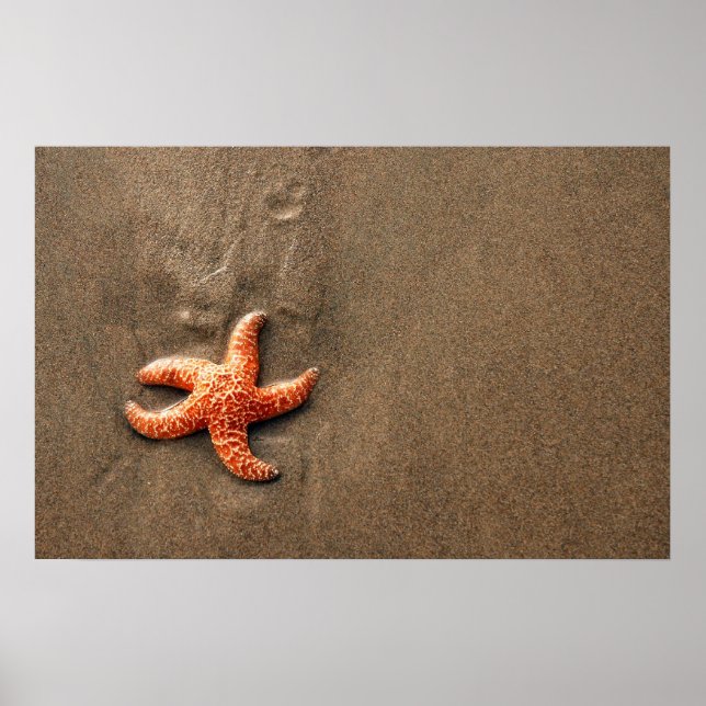 Starfish Poster (Front)