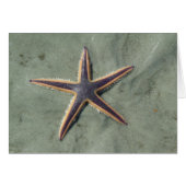 Starfish Purple sea star on beach (Front Horizontal)