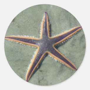 Starfish Purple sea star on beach Classic Round Sticker