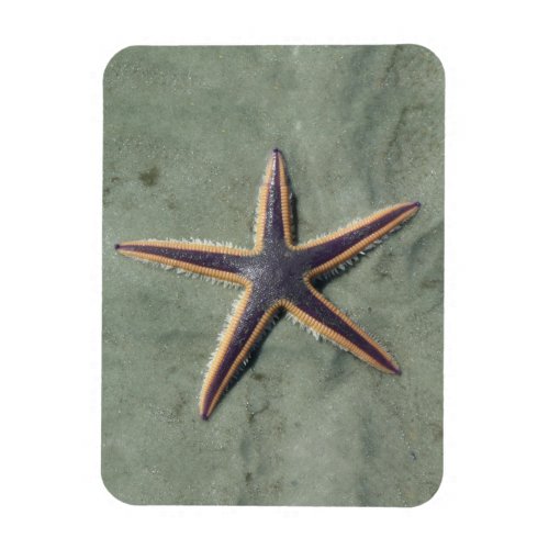 Starfish Purple sea star on beach Magnet